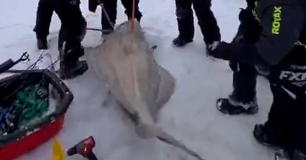 Six fishermen reel in 244-pound Atlantic halibut in Quebec — NYT > World > Americas