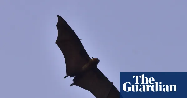 One person dies from Nipah virus in Bangladesh, WHO says — World news | The Guardian