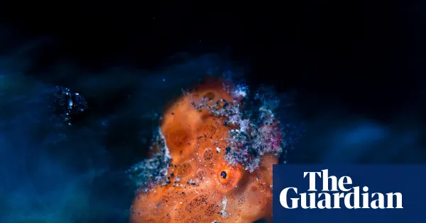Close-up Photographer of the Year Awards 2026 – in pictures — Culture | The Guardian