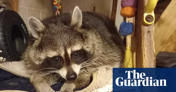 The pet I’ll never forget: Mishka, the surly but beloved raccoon — Lifestyle | The Guardian