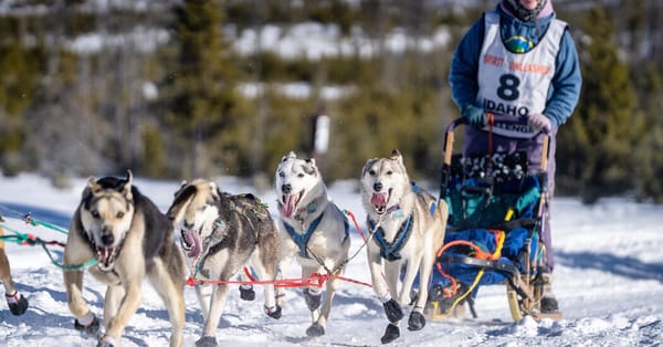 The Latest Victim of a Snowless West: Dog Sledding — NYT > Travel