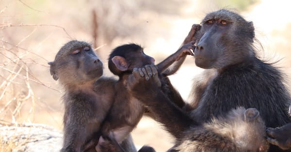 Baboon Sibling Rivalry Suggests Monkeys Feel Jealousy Like People — NYT > Science