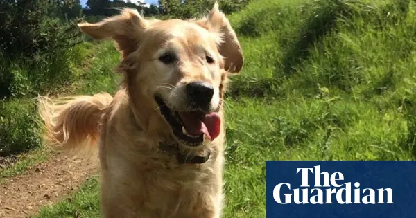 Otto, a wild people-loving golden retriever — Lifestyle | The Guardian