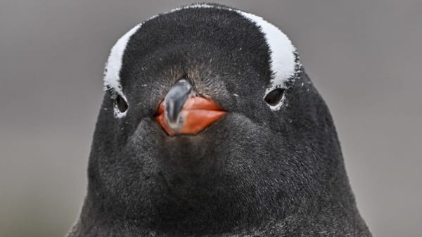 Gentoo begins move from GitHub to Codeberg over Copilot — Pcgamer