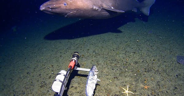 Sleeper Shark Filmed in Antarctic Waters — NYT > Science