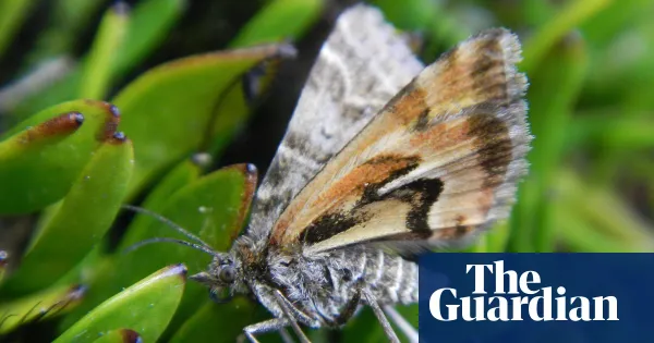 Avatar moth named New Zealand bug of the year amid mining threat — World news | The Guardian