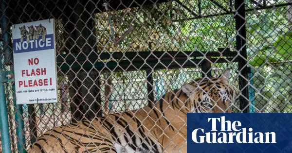 Officials race to contain outbreak after 72 captive tigers die in Thailand — World news | The Guardian
