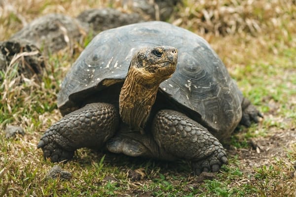 NASA data guides return of giant tortoises to Floreana — NASA Science