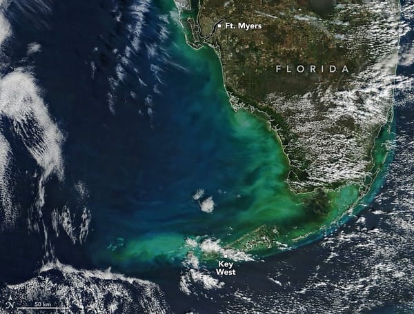 Arctic Blast Brightened the West Florida Shelf — NASA Science