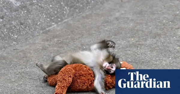 The tragedy of Punch the monkey: why do mother animals abandon their offspring? — World news | The Guardian