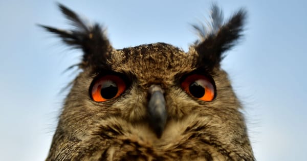 The Evolution of Eyes Began With One — NYT > Science