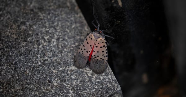 Urban Shanghai May Have Primed Spotted Lanternflies to Invade U.S. — NYT > Science