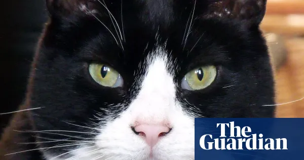 Harvey, the cat who helped me through grief and illness — Lifestyle | The Guardian