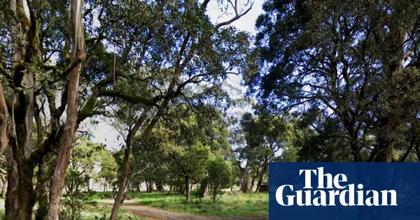 Man charged after alleged axe attack kills friend at NSW campground — World news | The Guardian