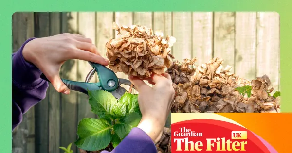 Gardeners’ go-to tools for spring: secateurs, hori hori and more — Lifestyle | The Guardian