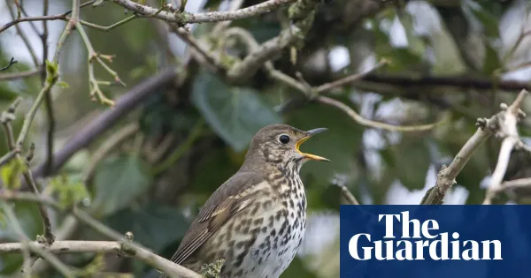 Tuning in to bird calls on a North York Moors walk — Lifestyle | The Guardian
