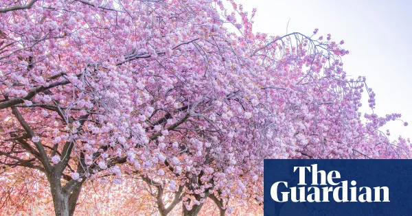 Tell us about your favourite UK spring activity or day out — Lifestyle | The Guardian