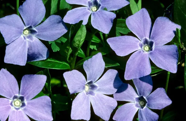 Periwinkle simplifies self-hosted social media on Bluesky’s AT Protocol — TechCrunch