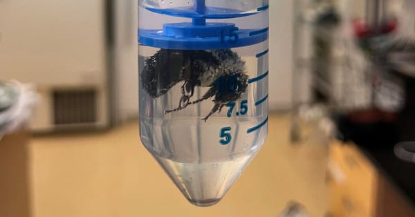 Bumblebee Queens Can Breathe Underwater — NYT > Science