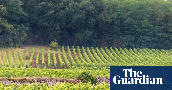 Light red wines for spring drinking — Lifestyle | The Guardian