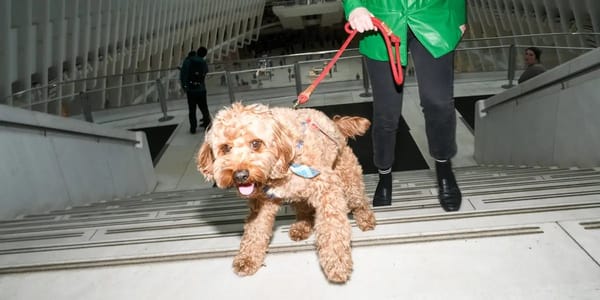 I registered my cavapoo as a service dog. No one checked. — Businessinsider