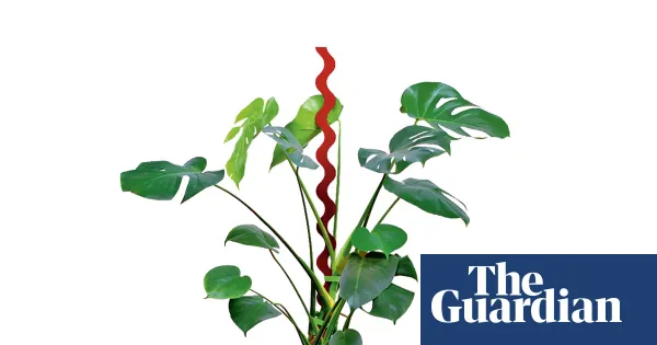 Should I swap moss poles for plant stakes? — Lifestyle | The Guardian