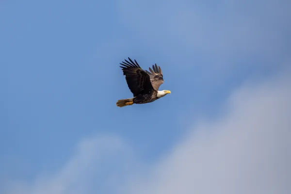 American bald eagle at Kennedy Space Center — NASA Science